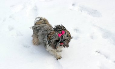 Karda oynayan shih tzu köpek.
