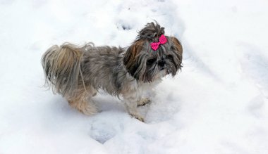 Karda oynayan shih tzu köpek.