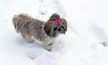 Karda oynayan shih tzu köpek.