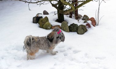 Karda oynayan shih tzu köpek.
