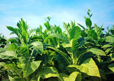 tobbaco ekimi Polonya 