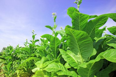 tobbaco ekimi Polonya 