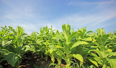 tobbaco ekimi Polonya 