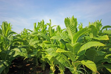 tobbaco ekimi Polonya 