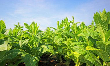 tobbaco ekimi Polonya 