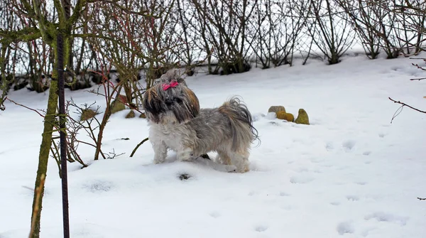 Shih tzu dog playing in snow. — Stock Photo, Image