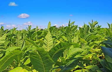 Tütün alan Polonya