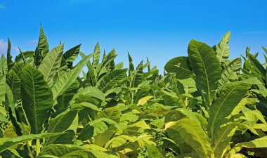 Tütün alan Polonya