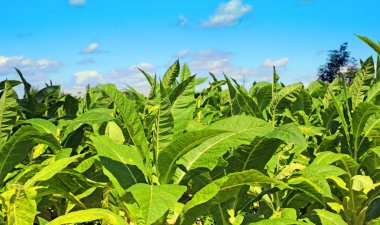 Tütün alan Polonya