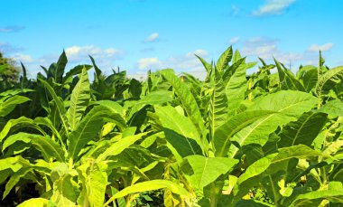 Tütün alan Polonya