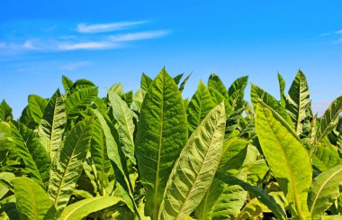 Tütün alan Polonya