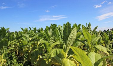 Tütün alan Polonya