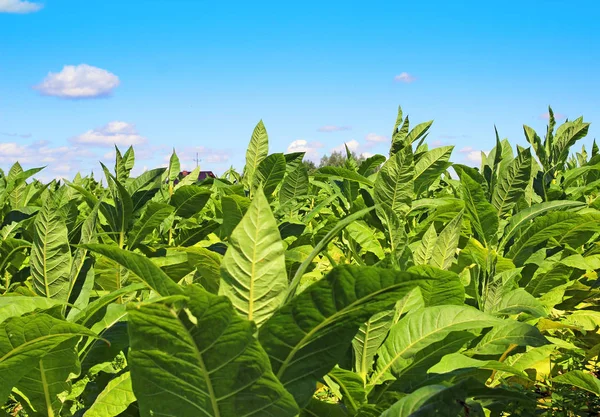 Tütün alan Polonya