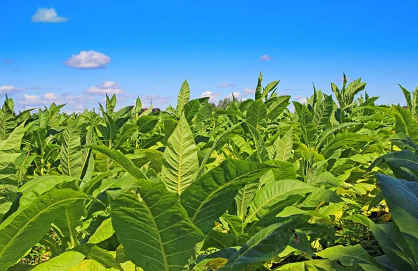 Tobacco field in Poland