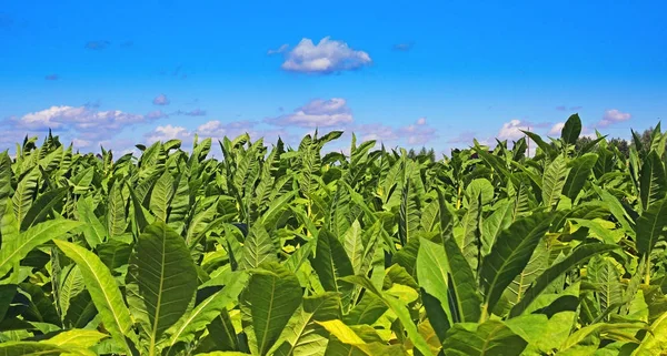 Campo de tabaco en Polonia —  Fotos de Stock