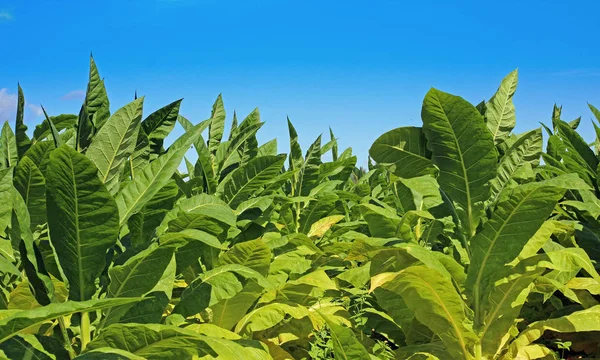 Tobacco field in Poland — Stock Photo, Image
