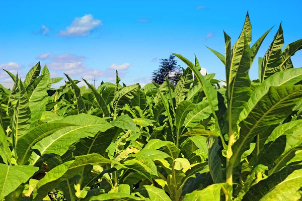 Tobacco field in Poland — Stock Photo, Image