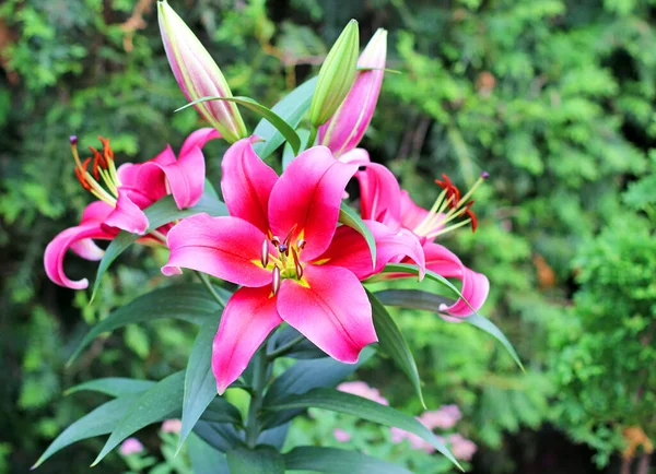Vackra Blommor Blomma Trädgården — Stockfoto