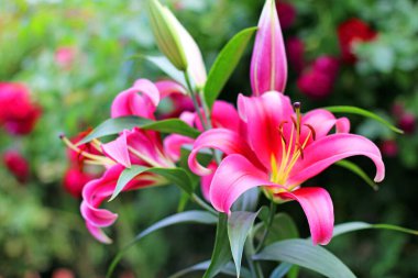 Bahçe içinde güzel çiçekler açar.