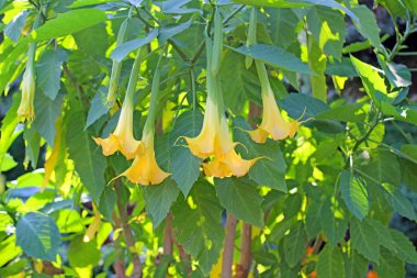 Datura bahçesinde çok güzel çiçek açıyor..