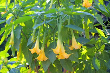 Datura bahçesinde çok güzel çiçek açıyor..