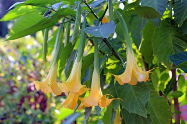 Datura bahçesinde çok güzel çiçek açıyor..