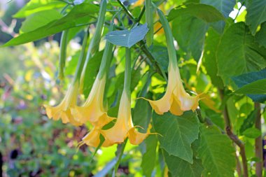 Datura bahçesinde çok güzel çiçek açıyor..