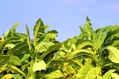 Tütün alan Polonya