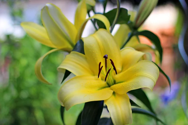 Красиві Квіти Блум Саду — стокове фото