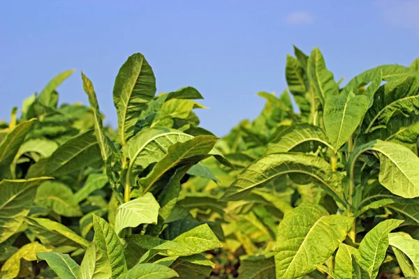 Tobacco Field Poland — Stock Photo, Image