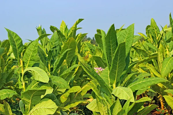 Tobacco Field Poland — Stock Photo, Image