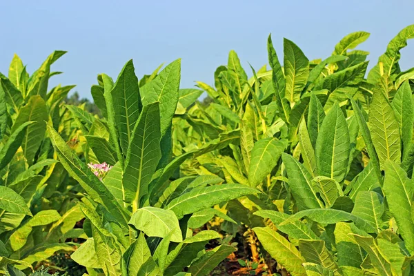 Tobacco field in Poland