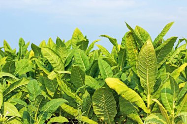 Tütün alan Polonya