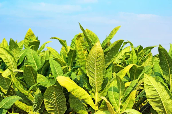 Campo Del Tabacco Polonia — Foto Stock