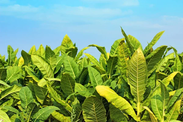Tobacco Field Poland — Stock Photo, Image