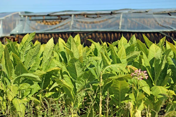 Tobacco field in Poland