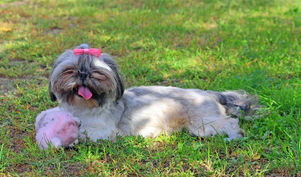 Cute Shih Tzu Dog Garden — Stock Photo, Image