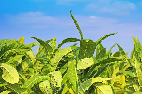 Campo Tabaco Polonia — Foto de Stock