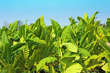 Tütün alan Polonya.