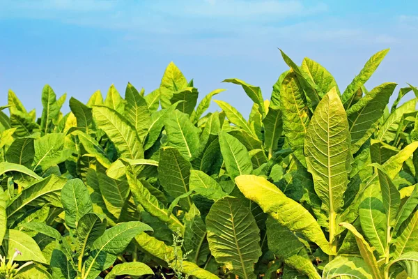 Campo Tabaco Polonia — Fotografia de Stock