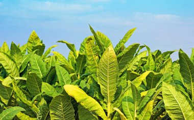 Tütün alan Polonya.