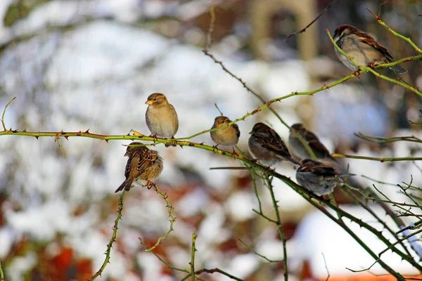 Păsări Vrăbii Timpul Iernii — Fotografie, imagine de stoc