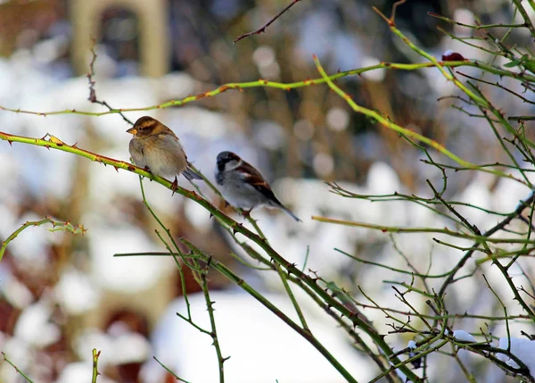 Птицы Воробьи Зимой — стоковое фото