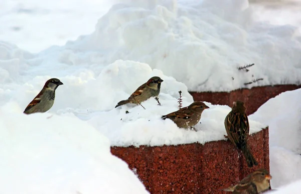Fugle Spurve Vinteren - Stock-foto