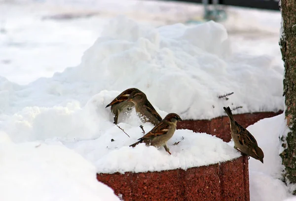 Vogelspatzen Winter — Stockfoto