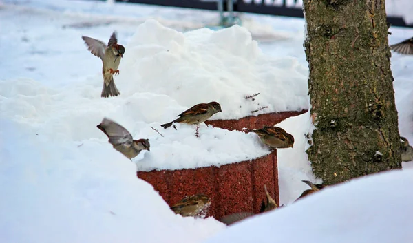 Vogelspatzen Winter — Stockfoto