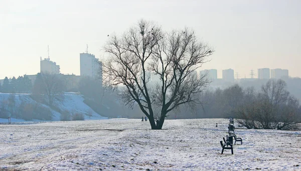 Bancos Parque Cidade Inverno Grudziadz Polónia — Fotografia de Stock