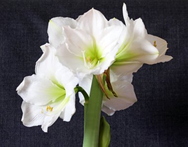 Beyaz Hippeastrum - Amarylis çiçeği