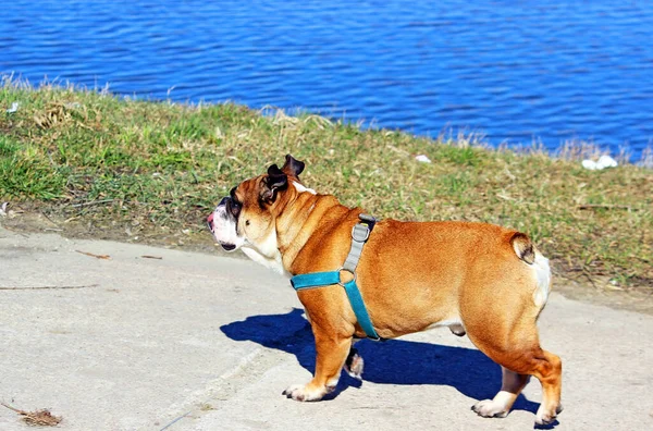 Inglés Bulldog Dog Paseo —  Fotos de Stock