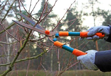 Mezhepçilerle ağaçların budanması 